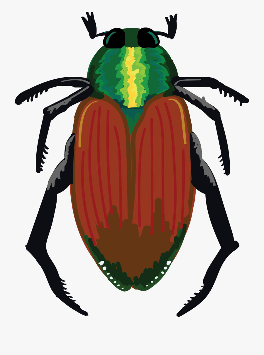 Japanese Beetle Transparent, Transparent Clipart