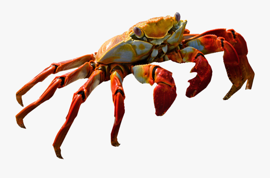 Crab Clipart Shrimp, Transparent Clipart