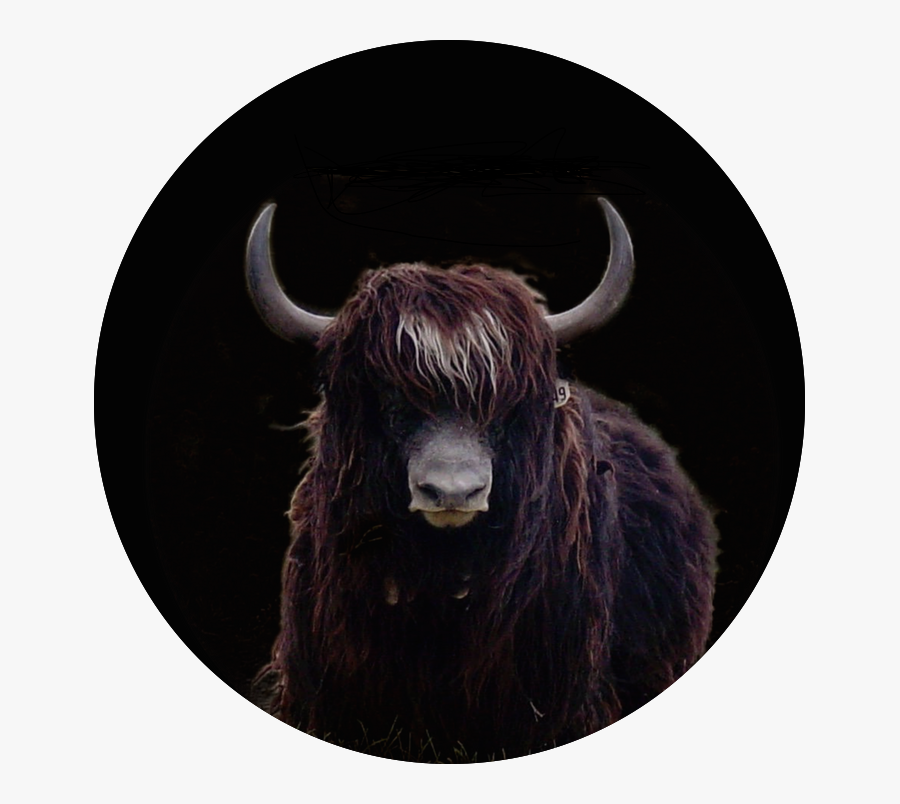 Family,livestock,bison - Bull, Transparent Clipart