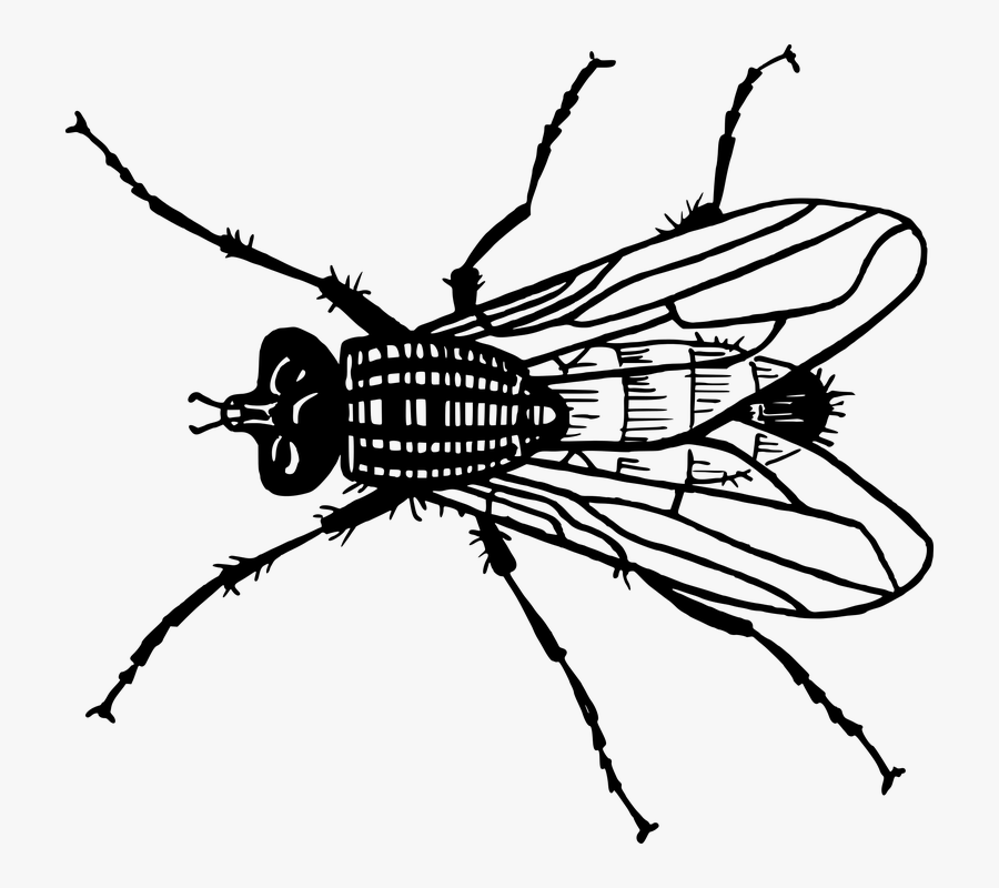 Y Salen Todos Los Ineptos Inútiles Inadecuados Inhóspitos - Fly Line Drawing, Transparent Clipart