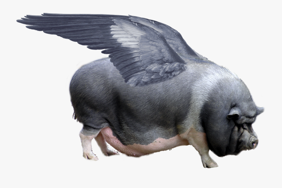 Pig With Wings Png - Flying Pig, Transparent Clipart