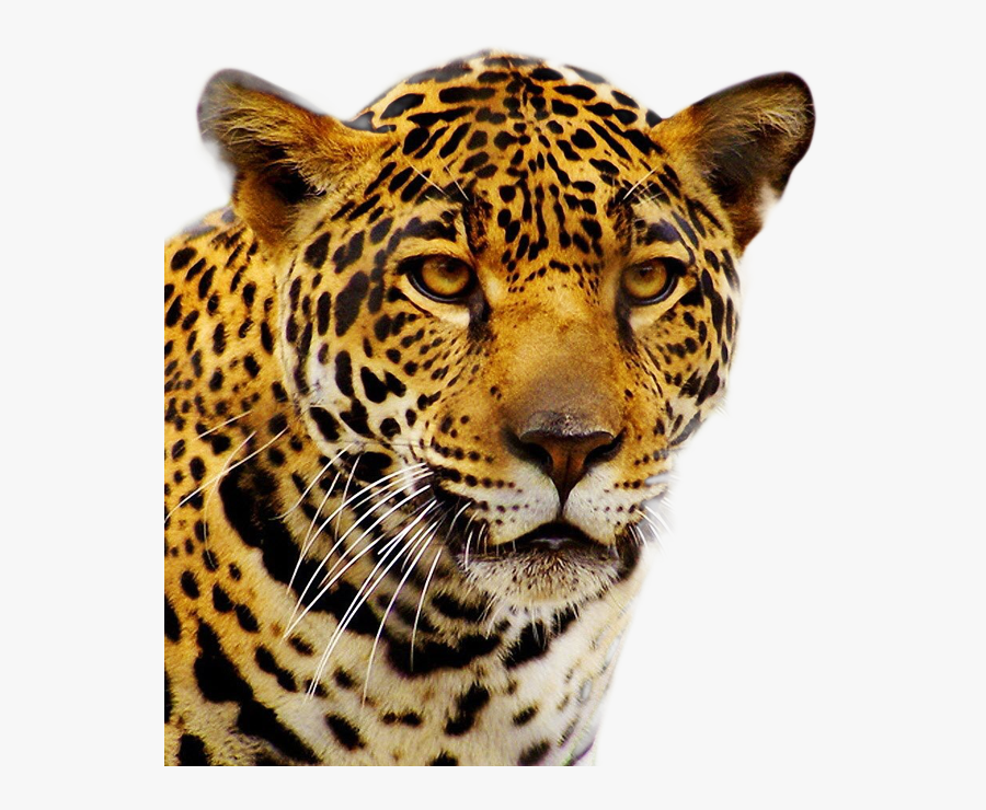 Download Jaguar Png Transparent Images Transparent - Jaguar Png Transparent, Transparent Clipart