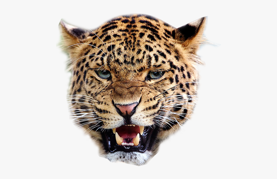 Clip Art Angry Transparent - Leopard Transparent Background, Transparent Clipart