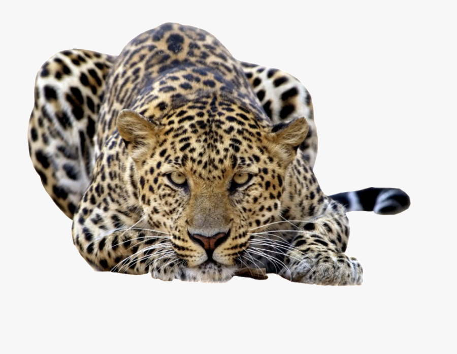 Clip Art Images Free Download - Leopard Png, Transparent Clipart