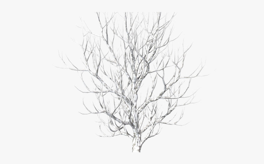 Snow Tree Png, Transparent Clipart