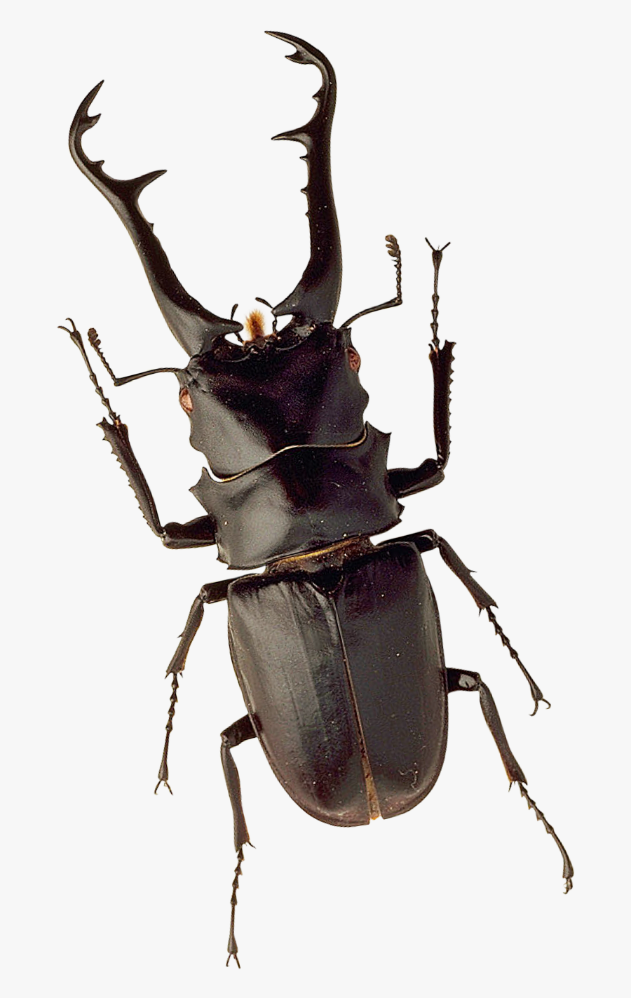 Png Images Pluspng Insect - Stag Beetle Png, Transparent Clipart
