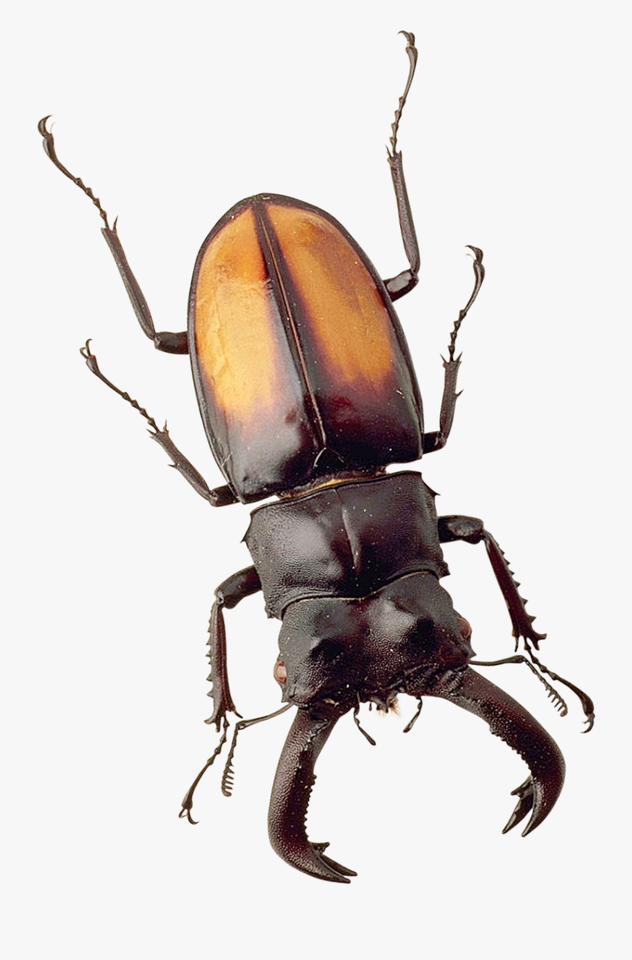 Png Image Purepng Free - Beetle Png, Transparent Clipart