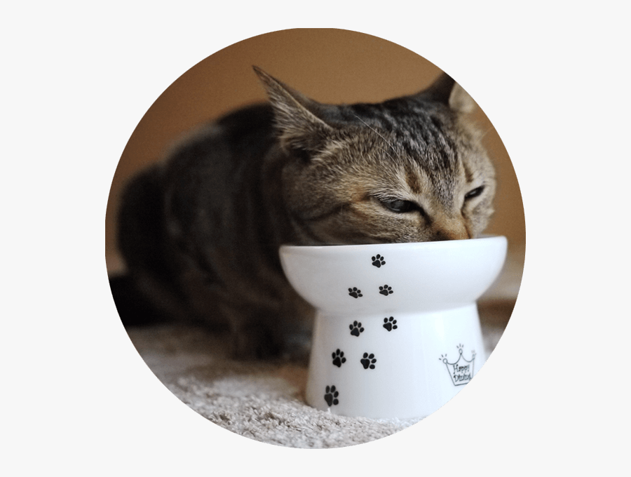 Transparent Bowl Cat - Best Food Bowl For Cats, Transparent Clipart