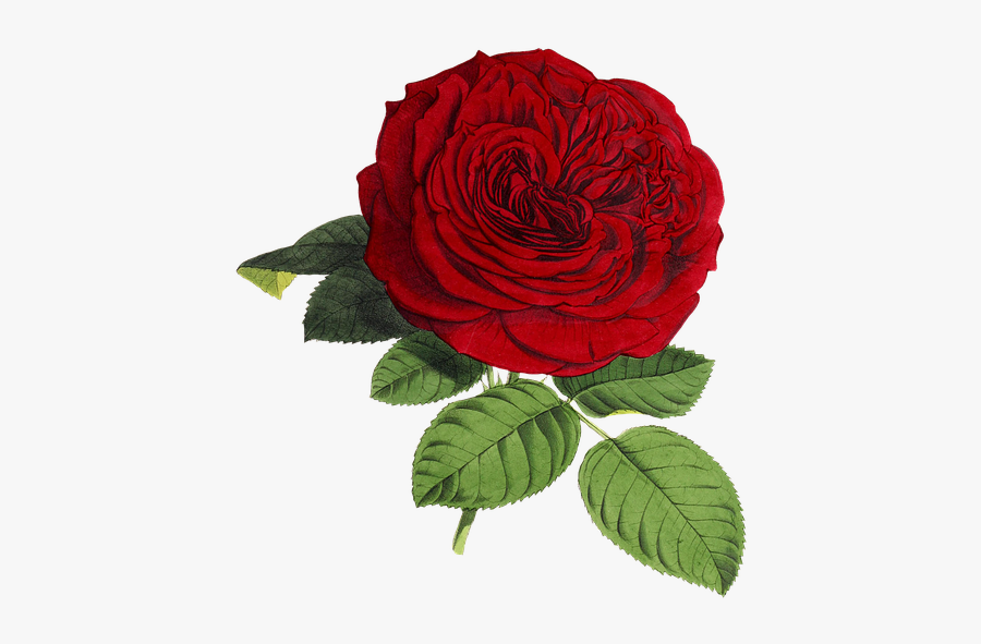 Free Rose Png, Download Free Clip Art, Free Clip Art - Red Beautiful Rose Flower, Transparent Clipart