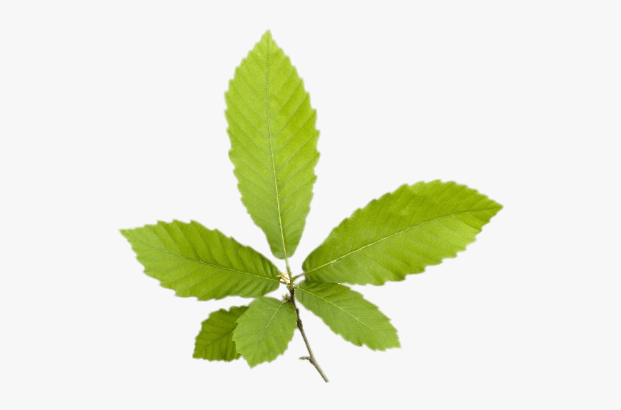 Chestnut Leaves - Chestnut Leaf Png, Transparent Clipart