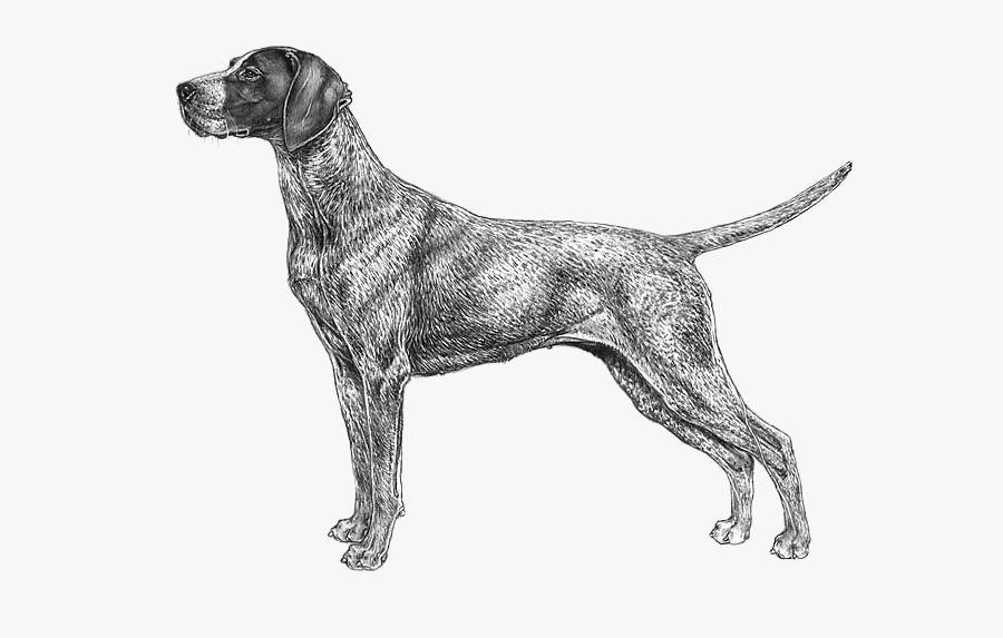 German Wirehaired Pointer Bluetick Coonhound German - German Shorthaired Pointer Png, Transparent Clipart