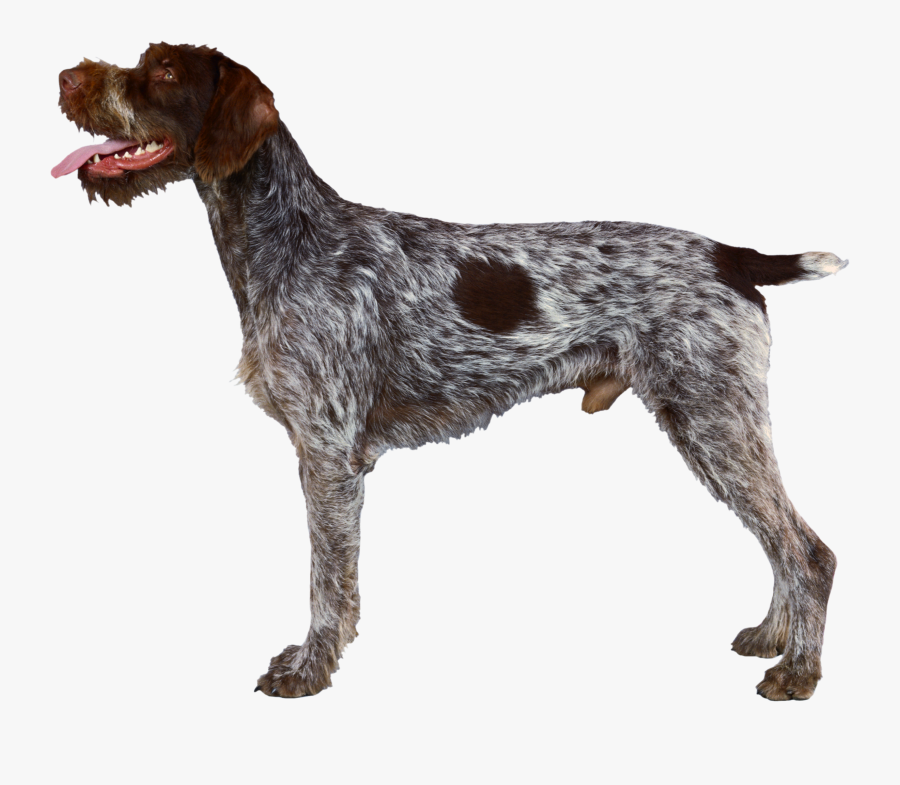 German Wirehaired Pointer Wirehaired Pointing Griffon - German Wirehaired P...