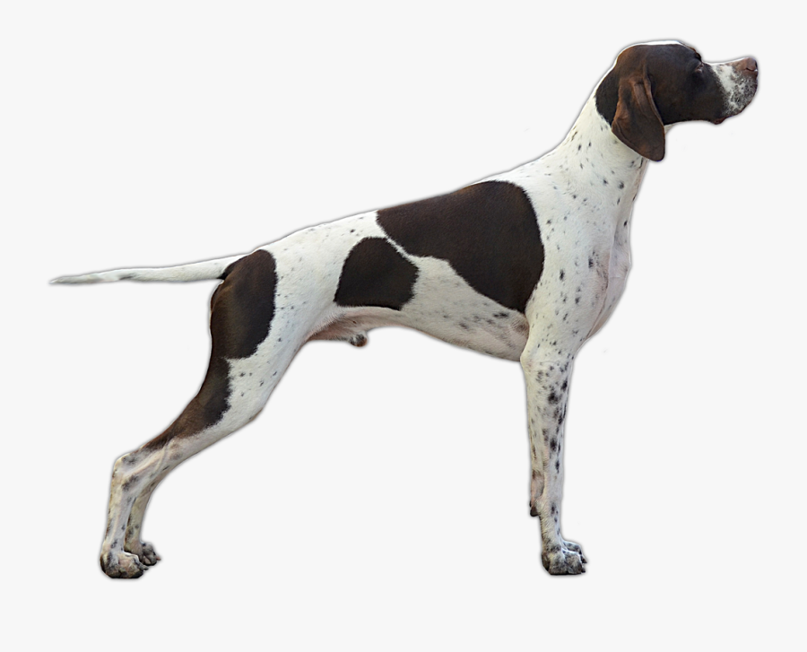German Shorthaired Pointer German Wirehaired Pointer - Pointer Dog, Transparent Clipart