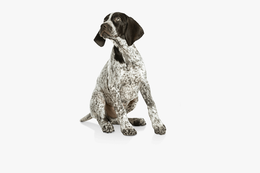 German Shorthaired Pointer German Wirehaired Pointer - German Shorthaired Pointer Puppy Png, Transparent Clipart