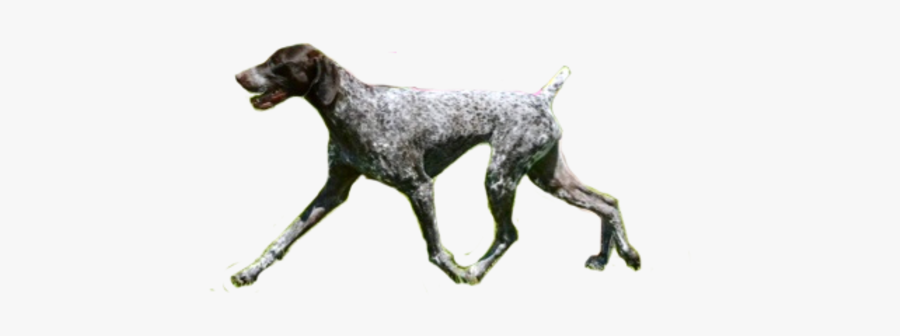 Braque Francais, Transparent Clipart