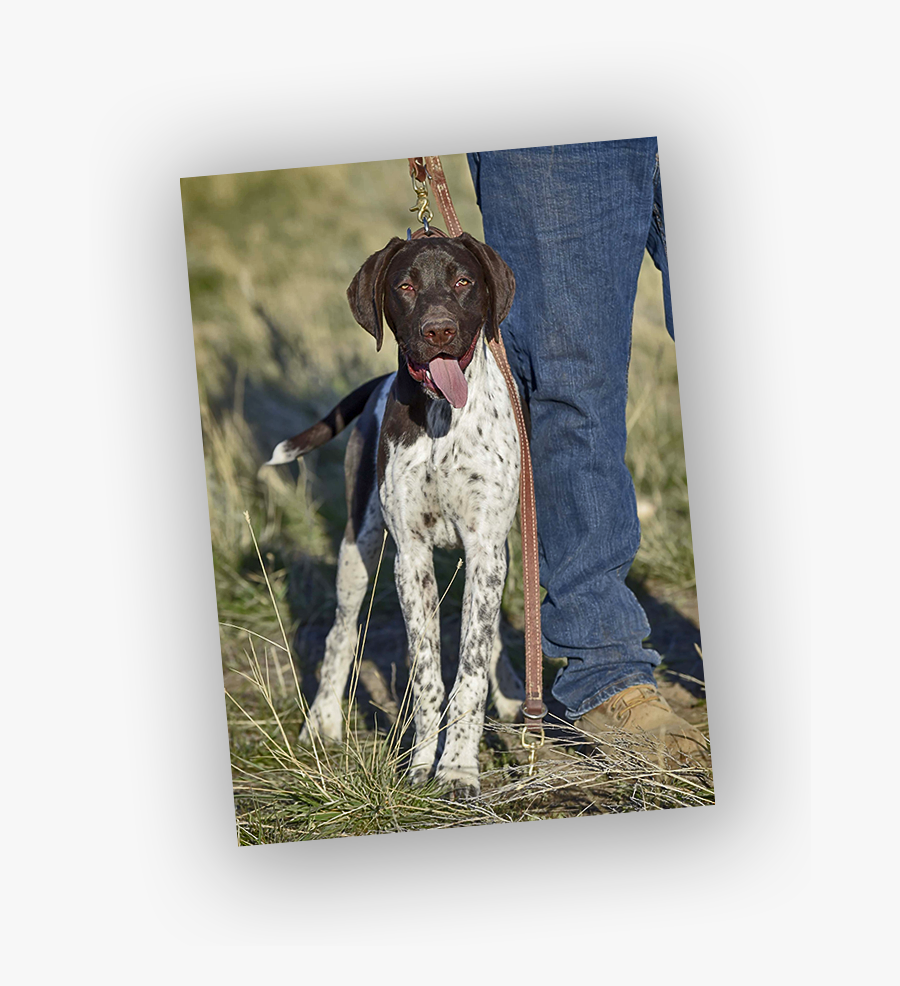 About Eagle Rock Navhda - Braque Francais, Transparent Clipart