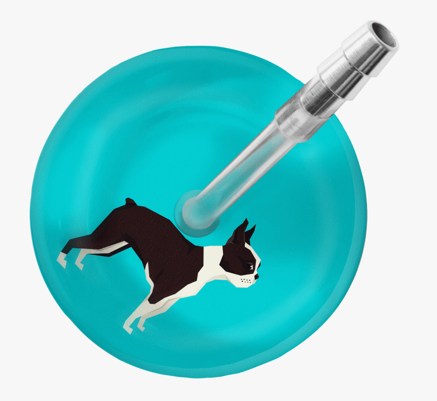 Boston Terrier Stethoscope"
 Class="lazyload Fade-in"
 - Dog Catches Something, Transparent Clipart
