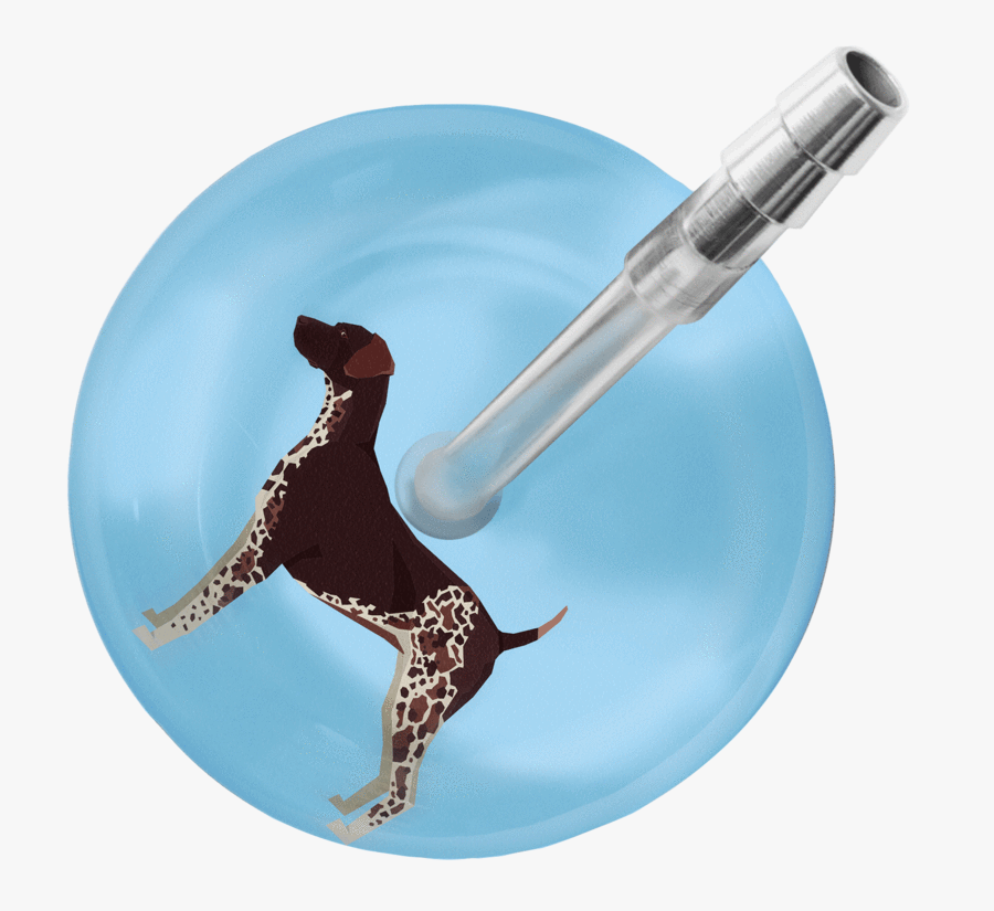 German Shorthaired Pointer Stethoscope"
 Class="lazyload - English Coonhound, Transparent Clipart