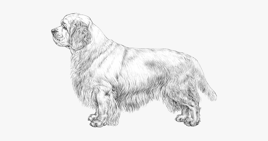 Golden Retriever, Transparent Clipart