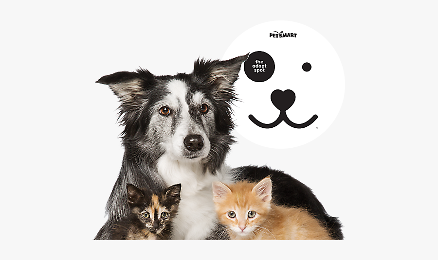 Cats In Shelters Png - Petsmart Dog And Cat, Transparent Clipart