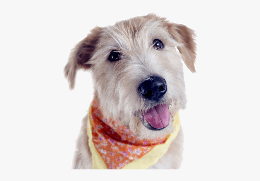 Clip Art Lakeland Terrier Rescue - Companion Dog, Transparent Clipart