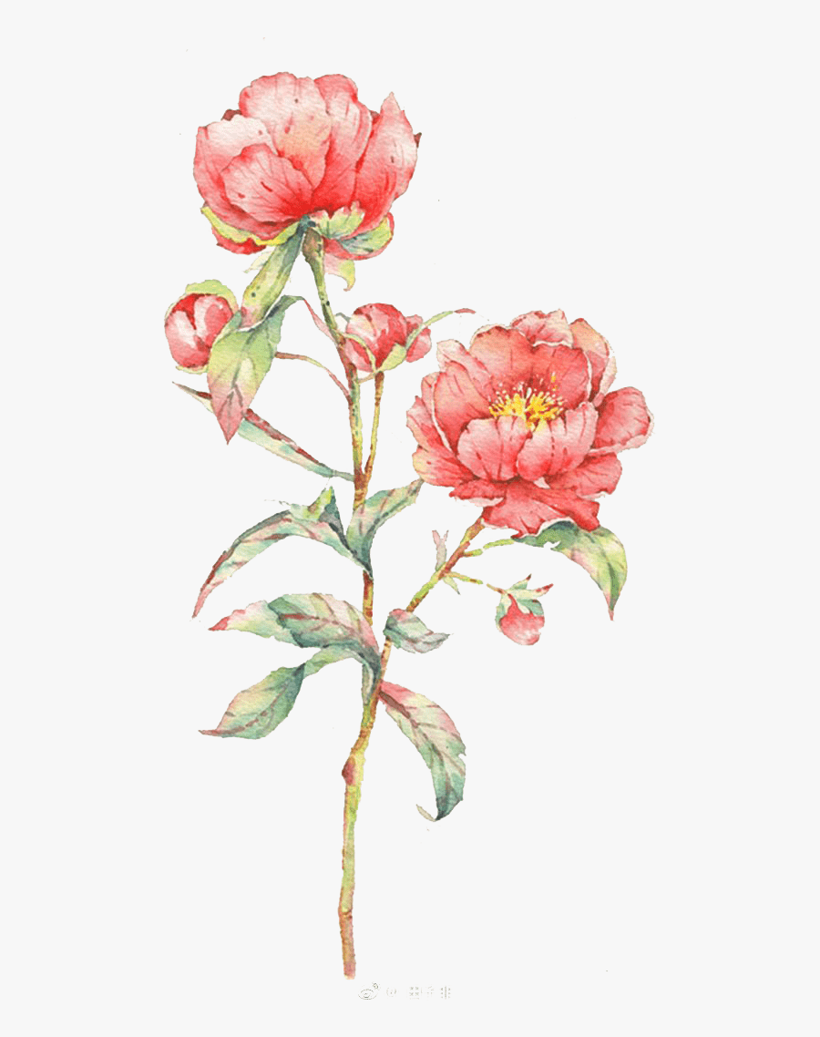 Pink Rose Flower Illustration Watercolor Flowers Watercolor - Flowers Watercolor, Transparent Clipart