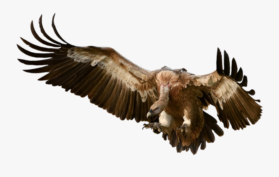Vulture, Bird, Prey, Approach, Feather, Plumage, Nature - Vulture Png, Transparent Clipart