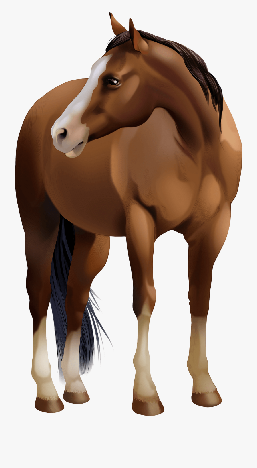 Sorrel, Transparent Clipart