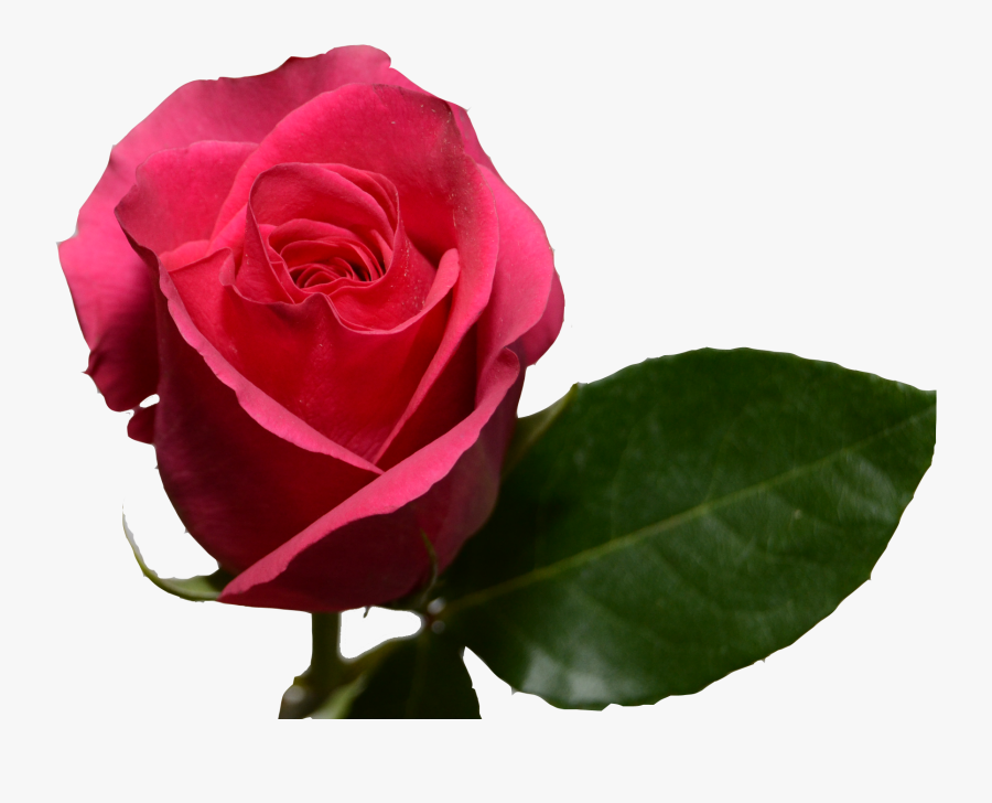 Clip Art Dark Pink Roses - Hot Pink Rose Transparent, Transparent Clipart