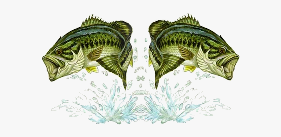 Bass Drawing Jumping - Large Mouth Bass Fish Clipart, Transparent Clipart