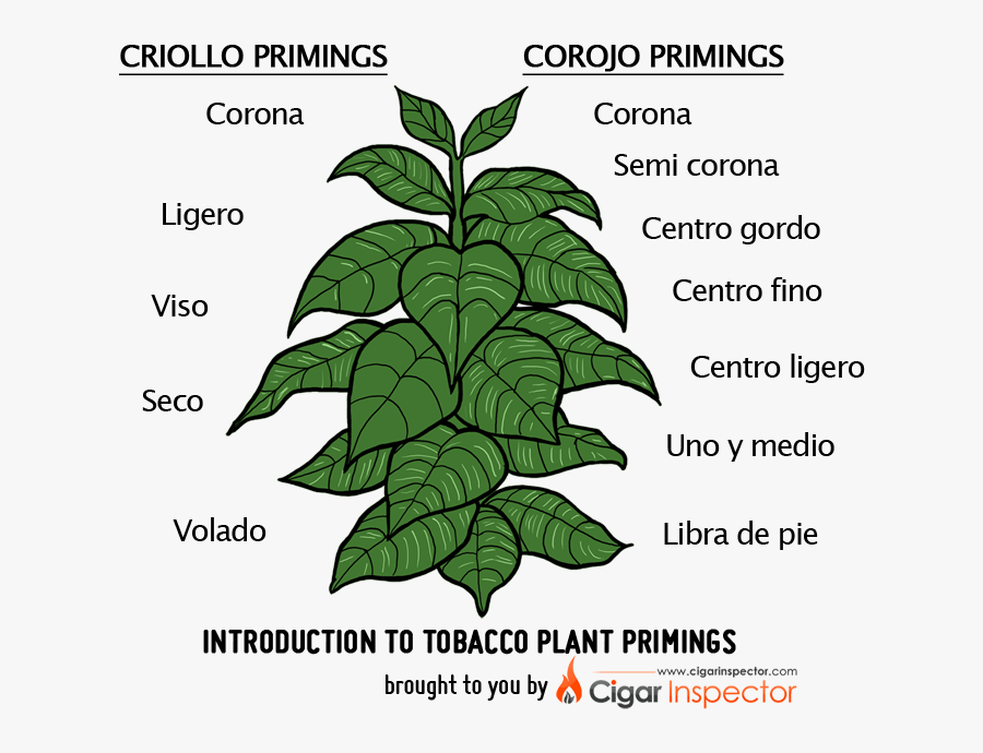 Tobacco Plant Primings Chart - Tobacco Plant Tobacco Leaf, Transparent Clipart