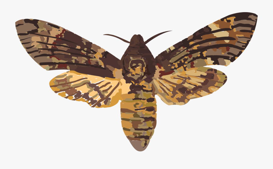 Death Head Moth Transparent, Transparent Clipart