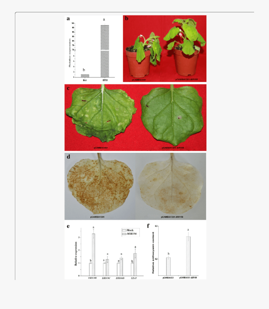 Functional Analysis Of Mir156 In Tobacco Infiltrated - Herb, Transparent Clipart