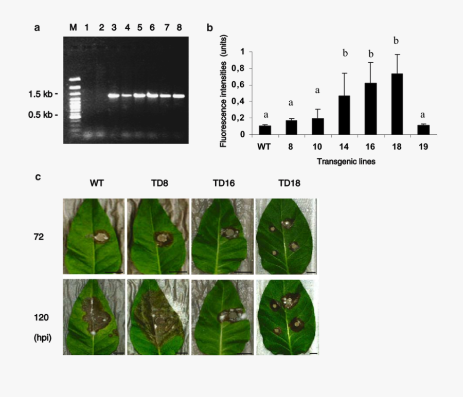 Transparent Tobacco Plant Png - Plant Pathology, Transparent Clipart
