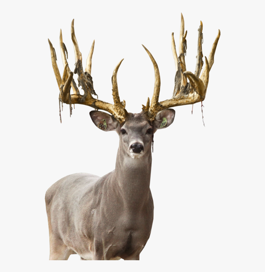 Whitetail Deer Png - Elk, Transparent Clipart