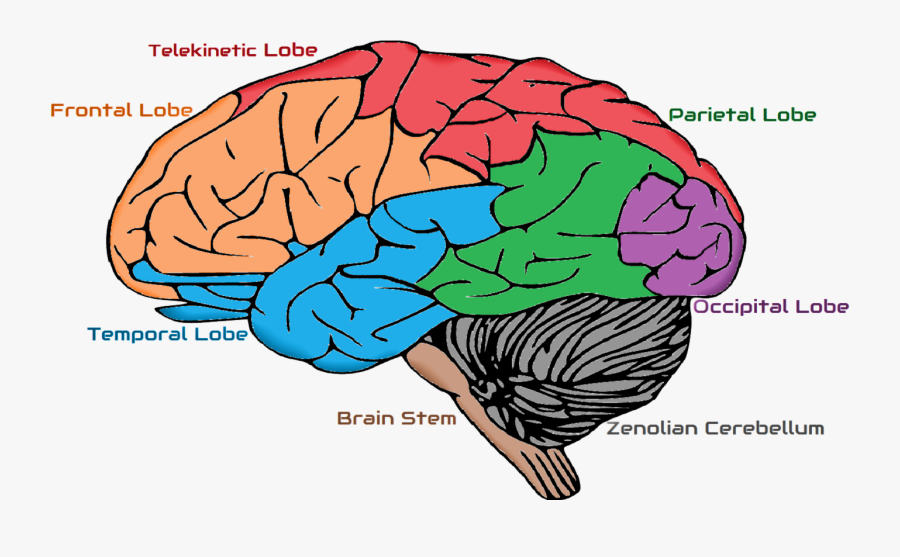 Zenolian Brain Zenology Wiki - Chart Of Brain Lobes, Transparent Clipart