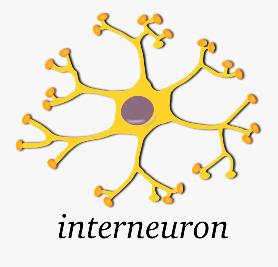 Neuron - Clipart - Interneuron Clipart, Transparent Clipart