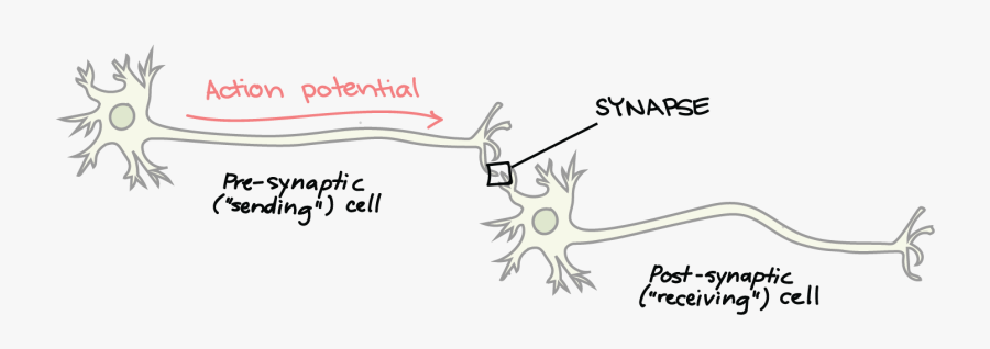 Clip Art Picture Of Neuron - Neuron Synapse, Transparent Clipart