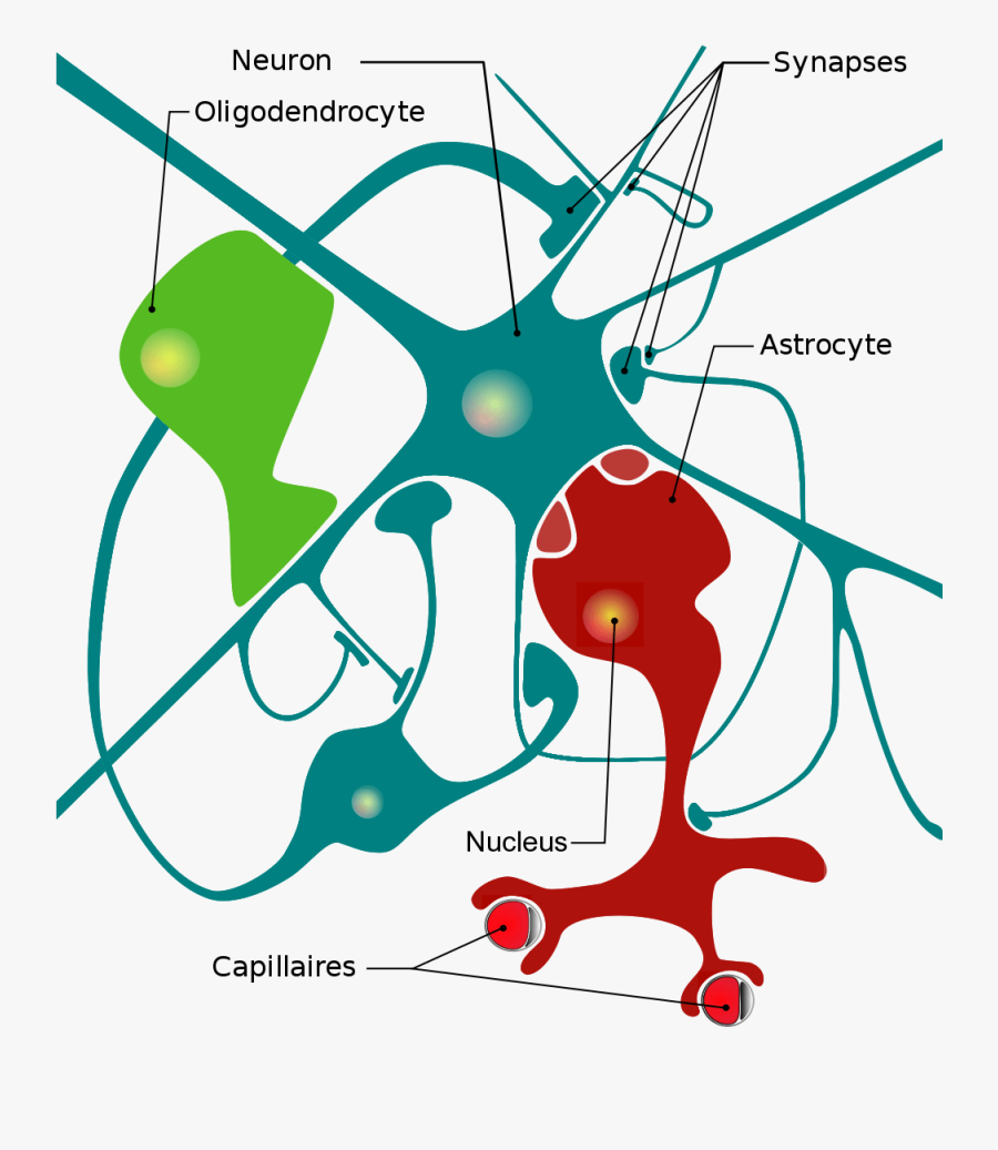 Diagram Of Neurons - Cellules Du Système Nerveux, Transparent Clipart