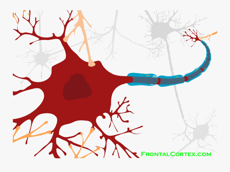 Drawing Of A Neuron - Detailed Structure Of Neuron, Transparent Clipart