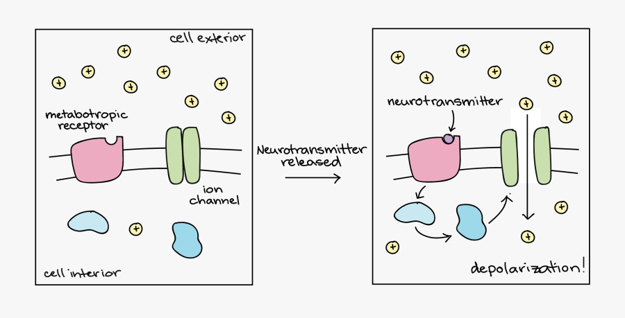 Transparent Neuron Clipart - Polarization Vs Depolarization, Transparent Clipart
