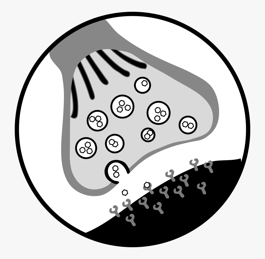 Chemical Synapse - Unlabeled Neuron Synapse Diagram, Transparent Clipart