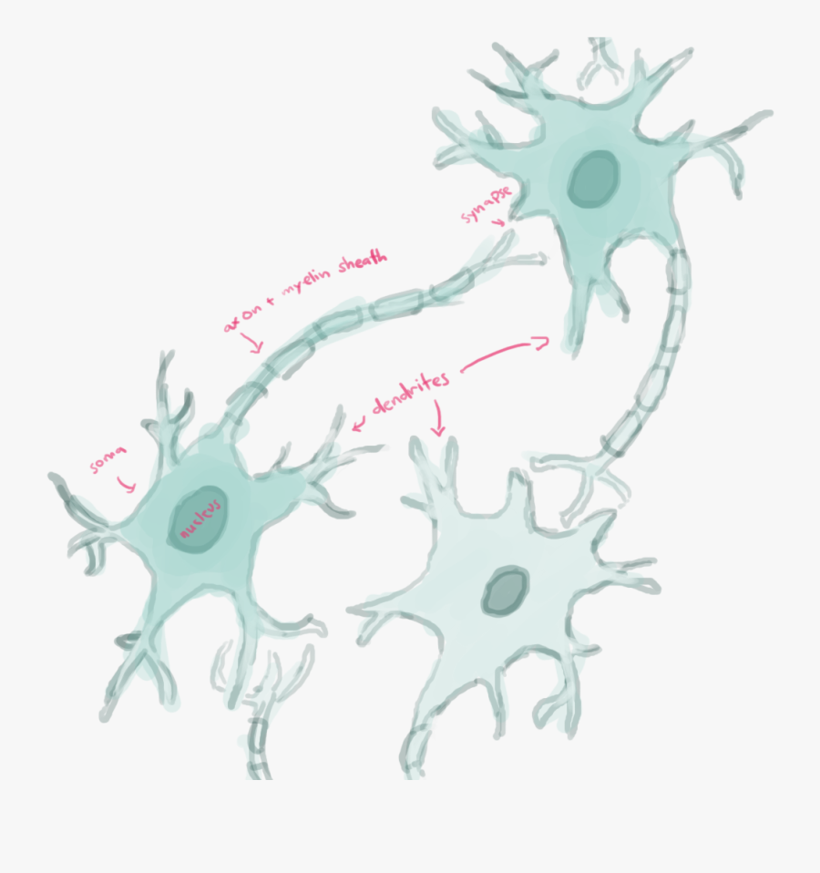 Transparent Neurons Png - Illustration, Transparent Clipart