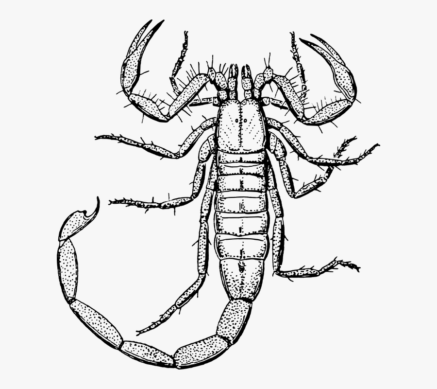 Scorpion, Animal, Biology, Crustacean, Zoology - Scorpion Clipart Black And White, Transparent Clipart