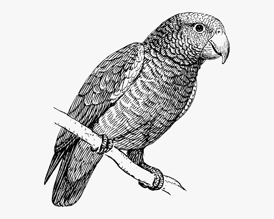 Vector Parrot Black And White, Transparent Clipart