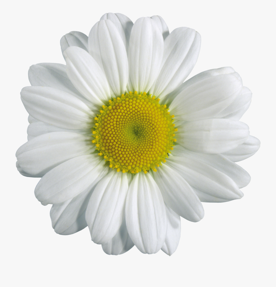 Camomile Png Image, Free Picture Flower Download - Single Flower Png, Transparent Clipart