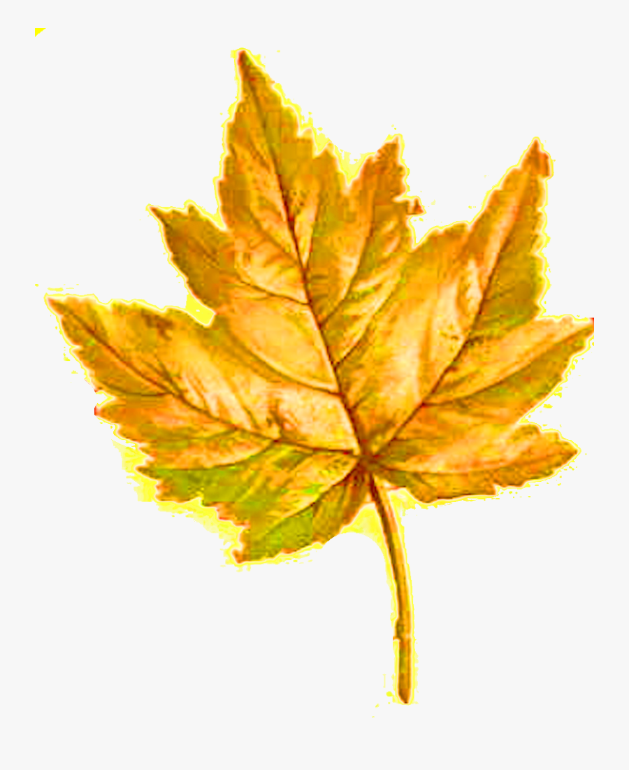 Clip Art Pretty Leaf - Maple Leaf, Transparent Clipart