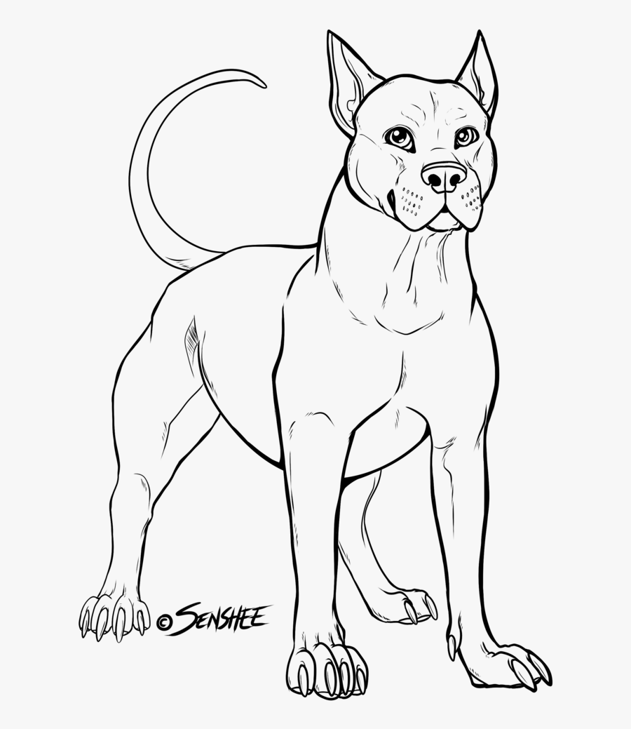 American Bully Clipart All About Drawings Of Pitbulls - Sketsa Gambar Anjing Pitbull, Transparent Clipart