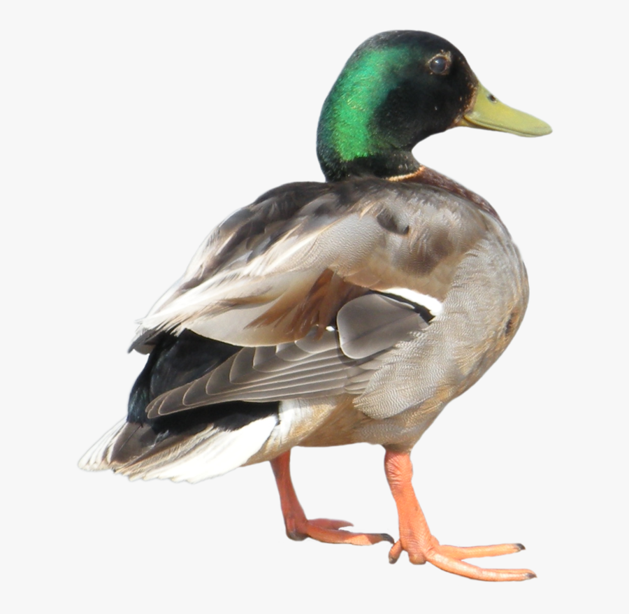 Mallard Transparent Background - Real Animal Flash Cards Printable, Transparent Clipart
