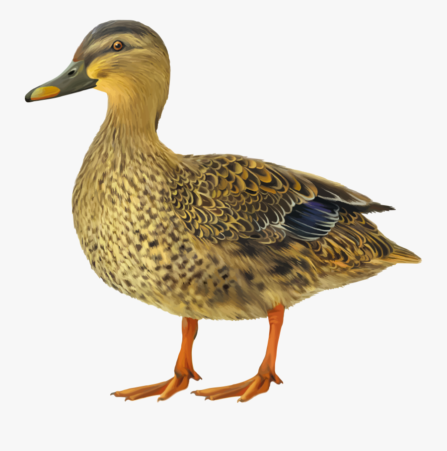 Mallard Clipart Brown Duck Female Mallard White Background Free Transparent Clipart Clipartkey